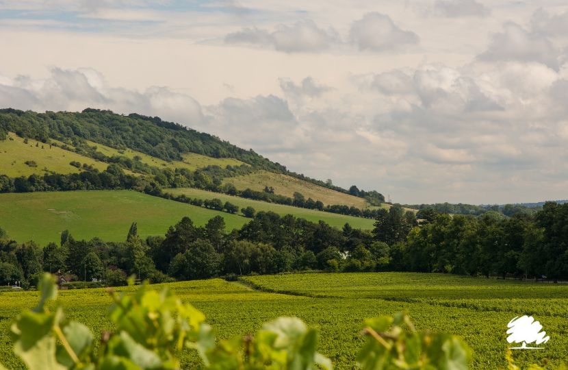 Stock photo of Box Hill